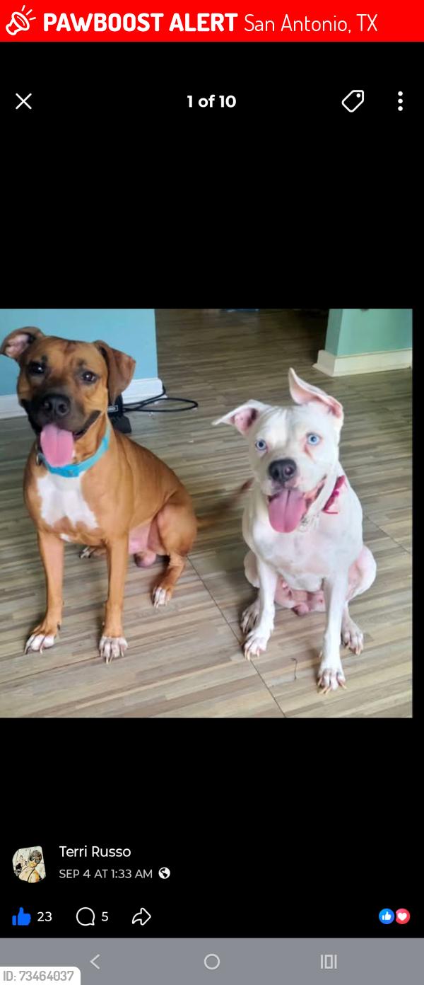 Lost Male Dog last seen Alamo ranch area, San Antonio, TX 78253