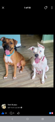 Lost Male Dog last seen Alamo ranch area, San Antonio, TX 78253