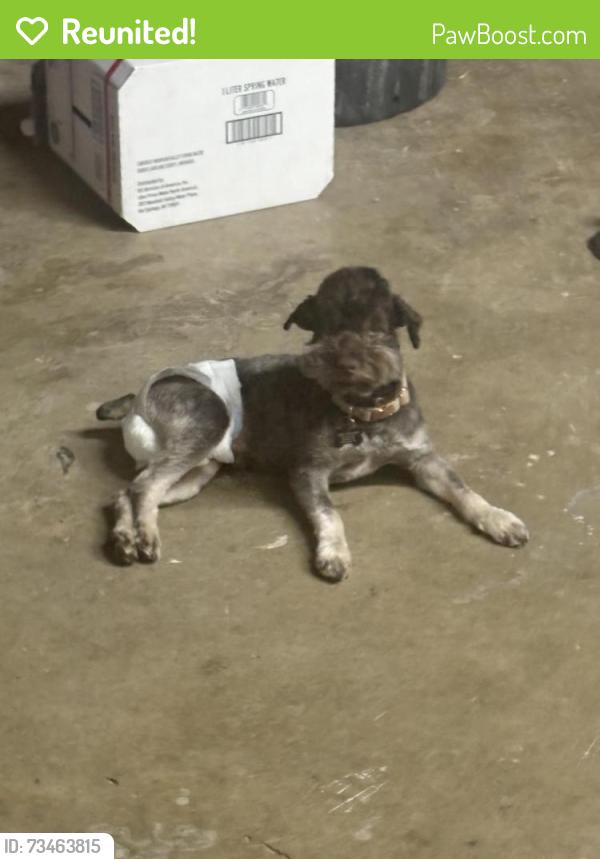 Reunited Male Dog last seen Near Bowen avenue, Modesto, CA 95350