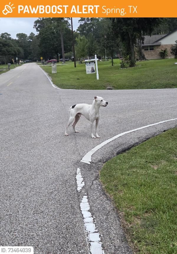 Found/Stray Male Dog last seen LOCKRIDGE, Spring, TX 77373