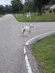 Found/Stray Male Dog last seen LOCKRIDGE, Spring, TX 77373