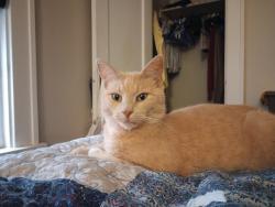 Lost Male Cat last seen Riverside and Mount Vernon Avenue, Akron, OH 44310