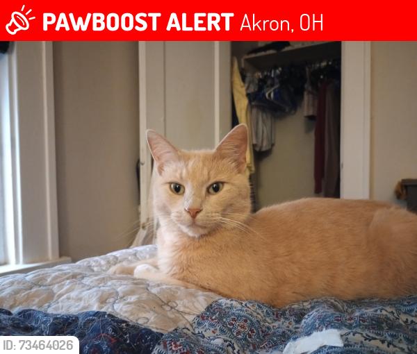 Lost Male Cat last seen Riverside and Mount Vernon Avenue, Akron, OH 44310