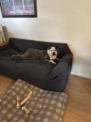 Reunited Male Dog last seen Near Tabor View Ln, Winston-Salem, NC 27106, USA, Winston-Salem, NC 27106