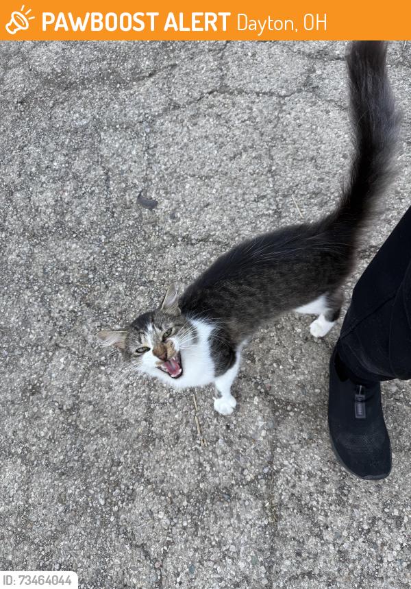 Found/Stray Unknown Cat last seen Near W Alex Bell Rd, Dayton, OH 45449, Dayton, OH 45449