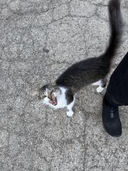 Found/Stray Unknown Cat last seen Near W Alex Bell Rd, Dayton, OH 45449, Dayton, OH 45449