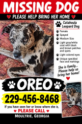 Lost Female Dog last seen Humane society sent her away with 6 puppys, Moultrie, GA 31768