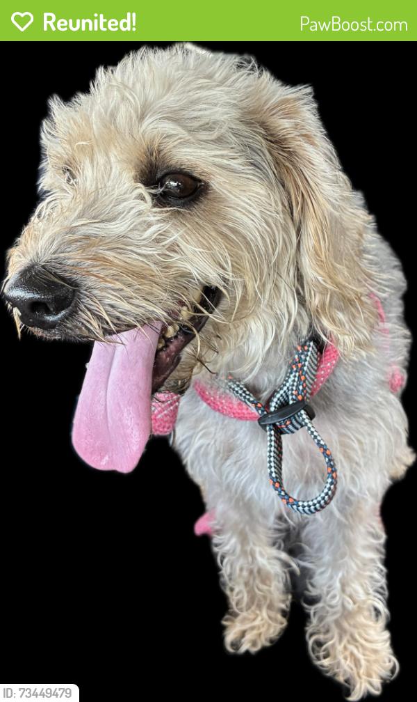Reunited Male Dog last seen Berwyn rd, College Park, MD 20740