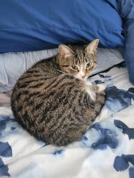 Lost Male Cat last seen Comstock behind hse north moodus in front, East Haddam, CT 06469