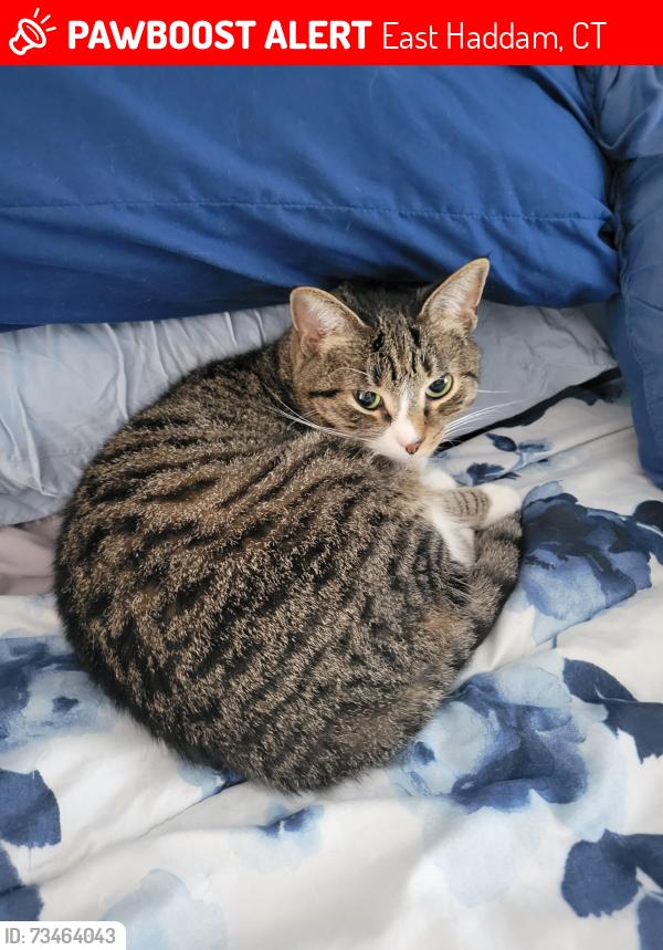 Lost Male Cat last seen Comstock behind hse north moodus in front, East Haddam, CT 06469