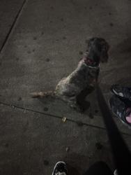Reunited Male Dog last seen mrytle ave, lewis ave, flushing ave, vernon ave, mrytle & broadway train station,, Brooklyn, NY 11206
