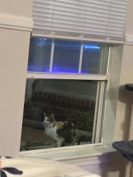 Found/Stray Unknown Cat last seen Near Marathon gas station, new Brownsville road, clarion drive, Memphis, TN 38135