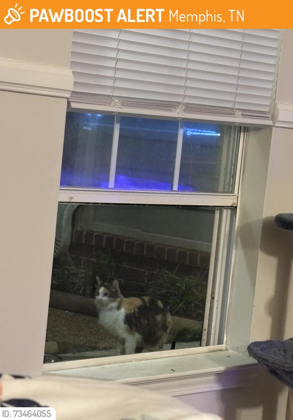Found/Stray Unknown Cat last seen Near Marathon gas station, new Brownsville road, clarion drive, Memphis, TN 38135