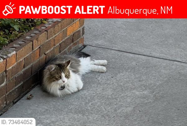 Lost Male Cat last seen Wyoming & Academy, Albuquerque, NM 87109