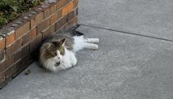 Lost Male Cat last seen Wyoming & Academy, Albuquerque, NM 87109