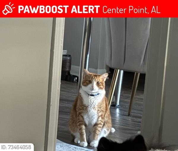 Lost Male Cat last seen 14th Ave NW, Center Point, AL 35215