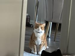Lost Male Cat last seen 14th Ave NW, Center Point, AL 35215