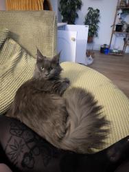 Lost Female Cat last seen Next to the BIRCH flt block on Alder Lane, Warrington, England WA2 8HU
