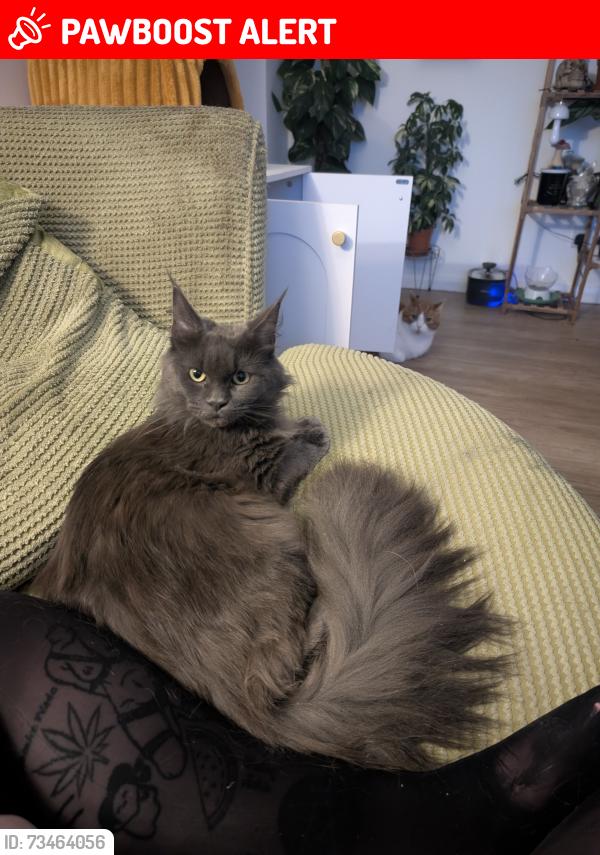 Lost Female Cat last seen Next to the BIRCH flt block on Alder Lane, Warrington, England WA2 8HU