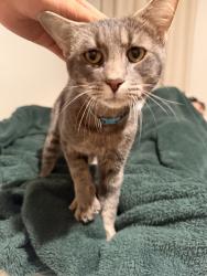 Found/Stray Male Cat last seen Near the feeder of sam houston tollway, Houston, TX 77032