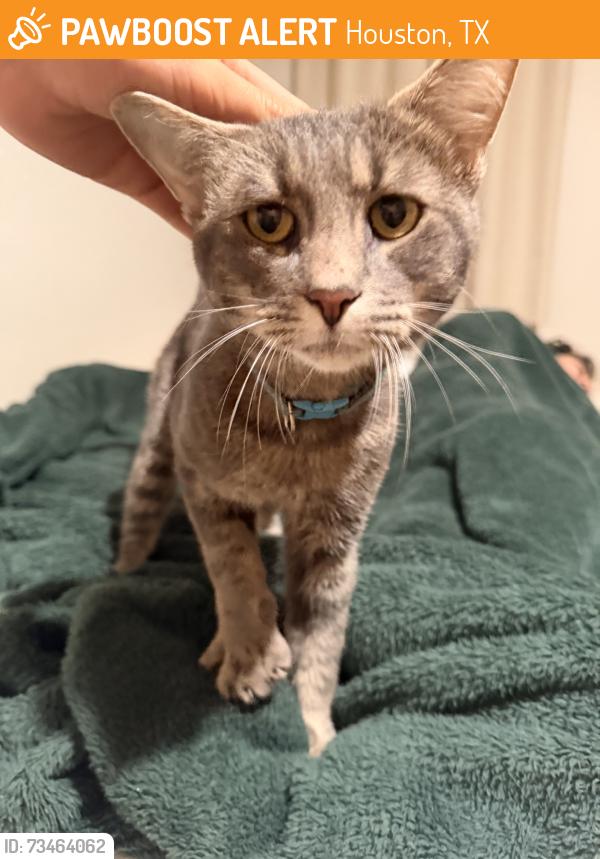 Found/Stray Male Cat last seen Near the feeder of sam houston tollway, Houston, TX 77032