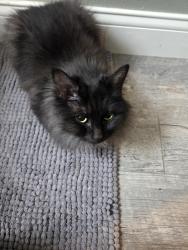 Reunited Male Cat last seen Richford and Lebanon, Toledo, OH 43605