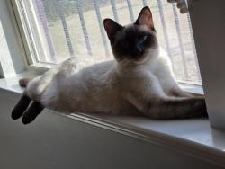 Reunited Female Cat last seen US 401 south and Judd parkway, Fuquay-Varina, NC 27526