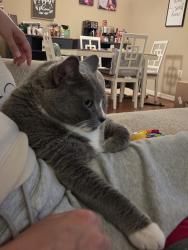 Reunited Male Cat last seen Highway 286 and fairlakes showing center., Fairfax, VA 22033