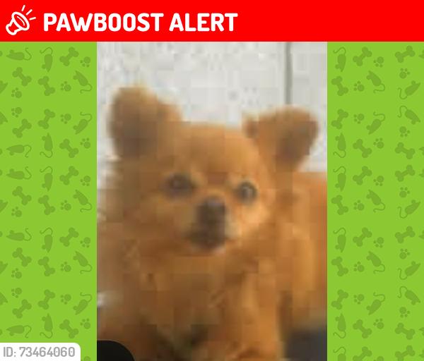 Lost Male Dog last seen Wilshire blvd veterans, Los Angeles County, CA 90024