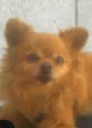 Lost Male Dog last seen Wilshire blvd veterans, Los Angeles County, CA 90024