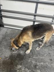 Reunited Female Dog last seen Spring Ridge ests, Eustis, FL 32736