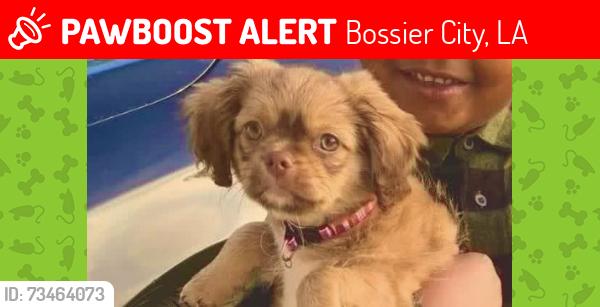Lost Female Dog last seen Patricia park, Bossier City, LA 71112