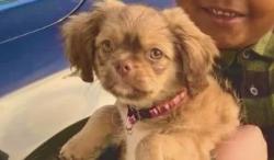 Lost Female Dog last seen Patricia park, Bossier City, LA 71112