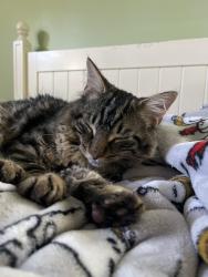 Reunited Male Cat last seen Cedar street and saint james field, Haverhill, MA 01830