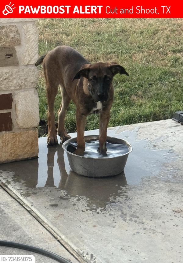 Lost Female Dog last seen rollinghills cut n shoot, Cut and Shoot, TX 77303