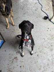 Found/Stray Unknown Dog last seen Methodist Hopsital, Live Oak, TX 78233