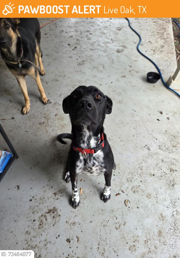 Found/Stray Unknown Dog last seen Methodist Hopsital, Live Oak, TX 78233