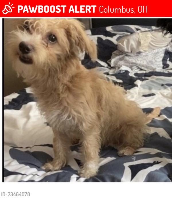 Lost Female Dog last seen Gertrude Dr. Whitehall country club, Columbus, OH 43227