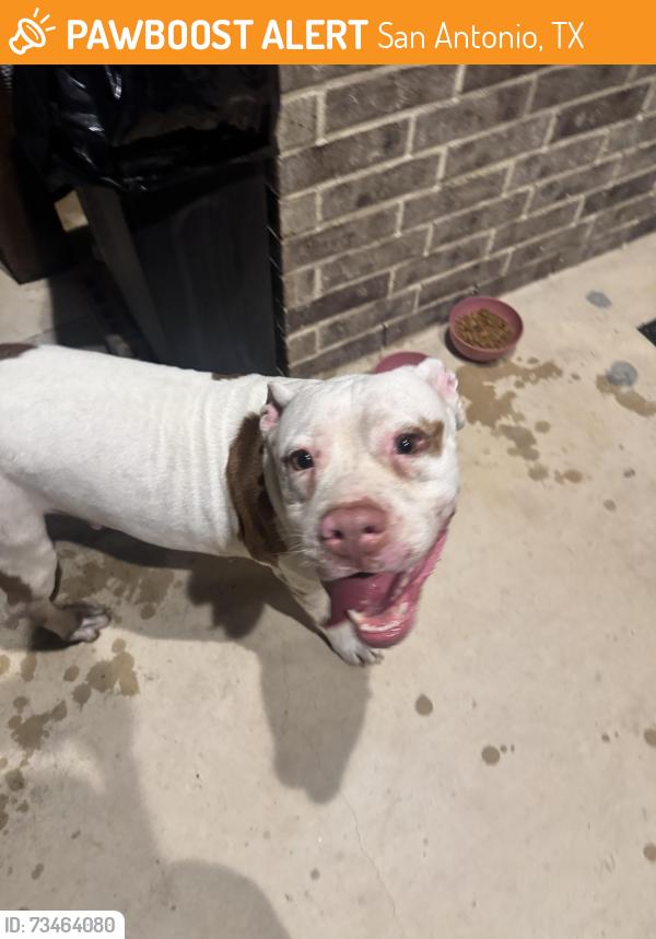 Found/Stray Female Dog last seen Culebra Stillwater a ranch, San Antonio, TX 78254
