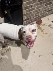 Found/Stray Female Dog last seen Culebra Stillwater a ranch, San Antonio, TX 78254