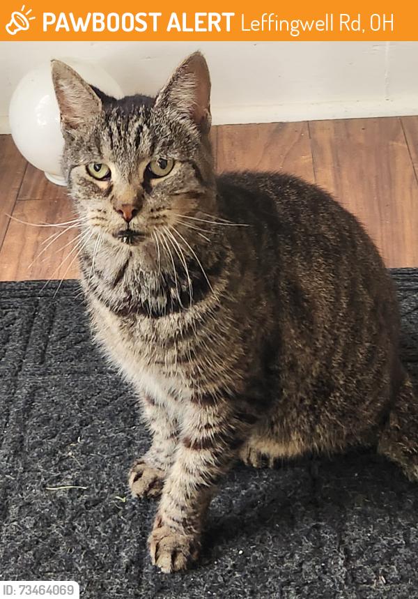 Found/Stray Male Cat last seen Between Bedell Road and SR 534, Leffingwell Rd, OH 44416