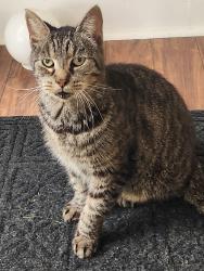 Found/Stray Male Cat last seen Between Bedell Road and SR 534, Leffingwell Rd, OH 44416