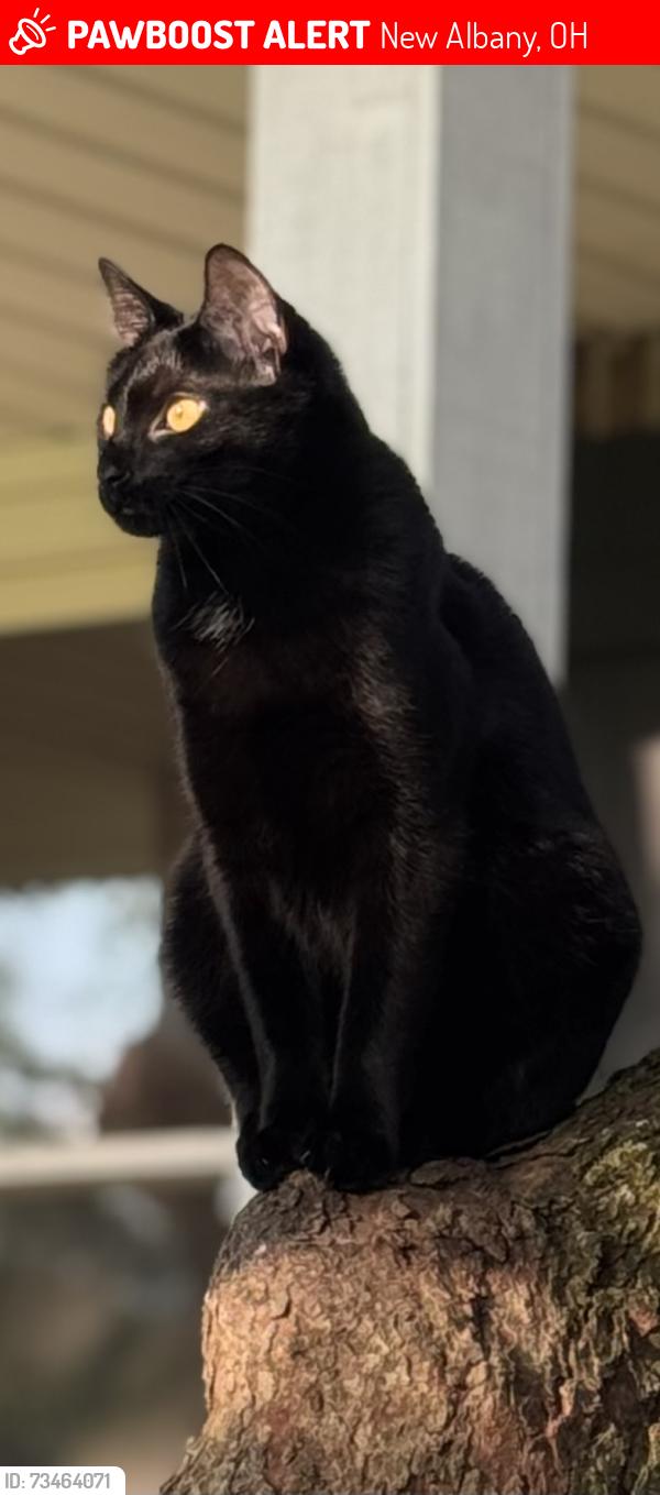Lost Male Cat last seen Morse Rd Kitzmiller, New Albany, OH 43054