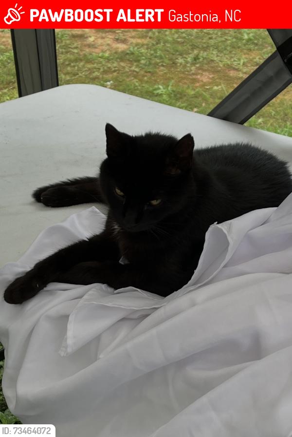 Lost Male Cat last seen Neighborhood near Amberjack, Gastonia, NC 28052