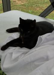 Lost Male Cat last seen Neighborhood near Amberjack, Gastonia, NC 28052