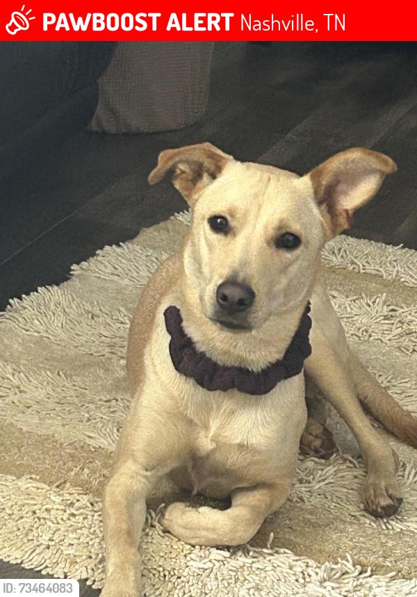 Lost Male Dog last seen Last seen Lebanon pike running off to hermitage hills, Nashville, TN 37076