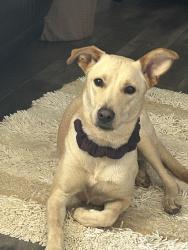 Lost Male Dog last seen Last seen Lebanon pike running off to hermitage hills, Nashville, TN 37076