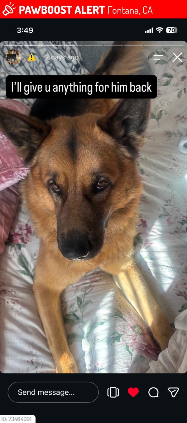 Lost Male Dog last seen Sierra, Jurupa, Citrus, Fontana, CA 92337