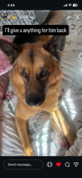 Lost Male Dog last seen Sierra, Jurupa, Citrus, Fontana, CA 92337