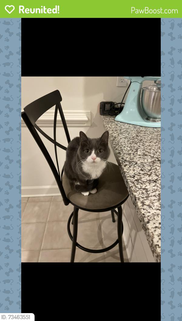 Reunited Female Cat last seen Heritage Place, Decatur, GA 30033